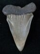 Fossil Mako Shark Tooth - SC #13067-1